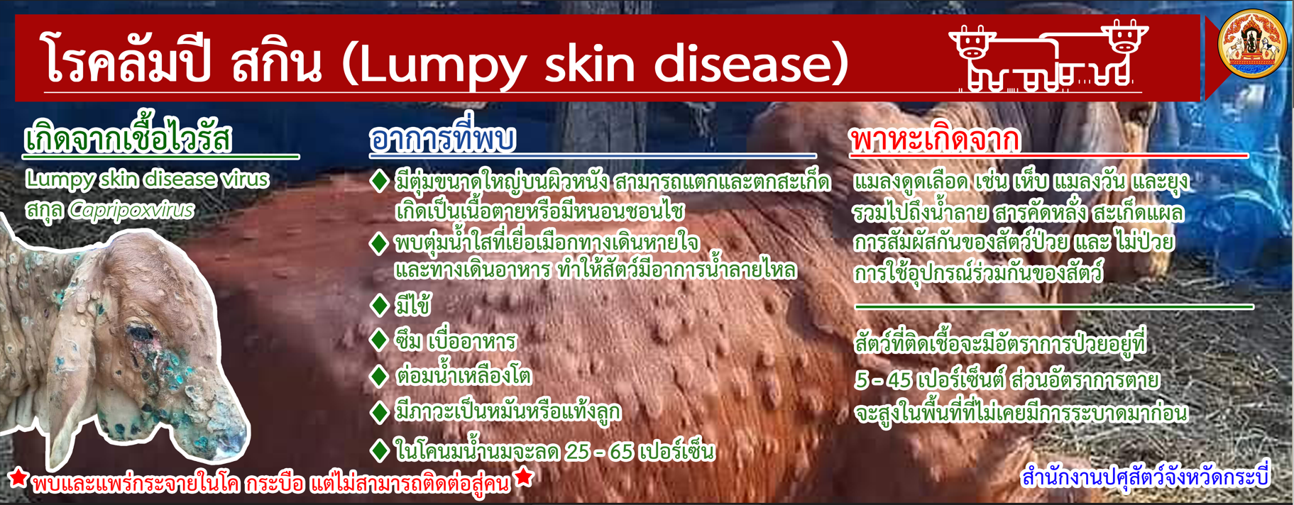 Lumpy skin 1