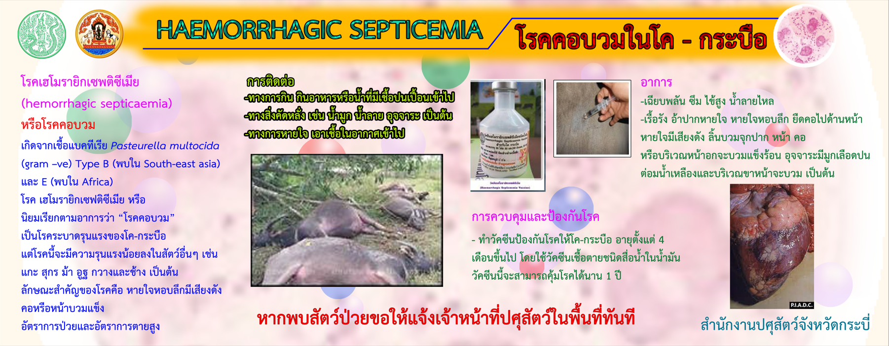 haemorrhagic septicemia 2