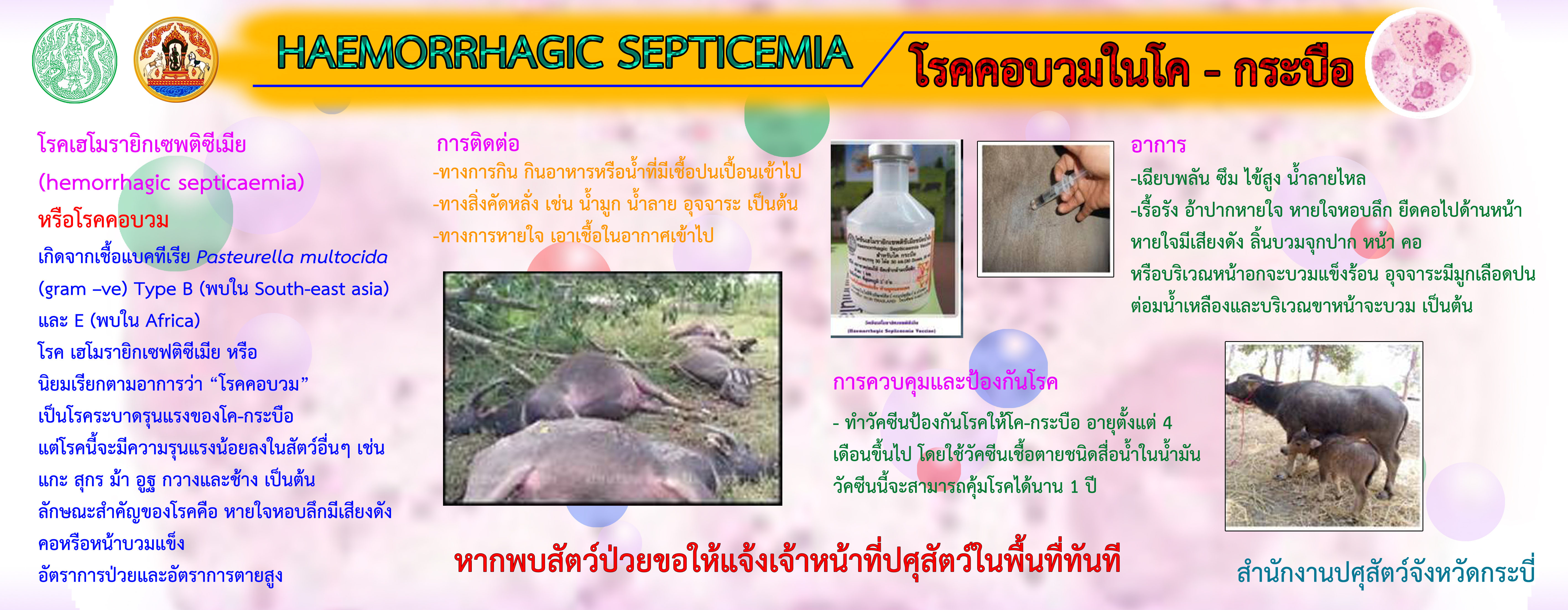 haemorrhagic septicemia
